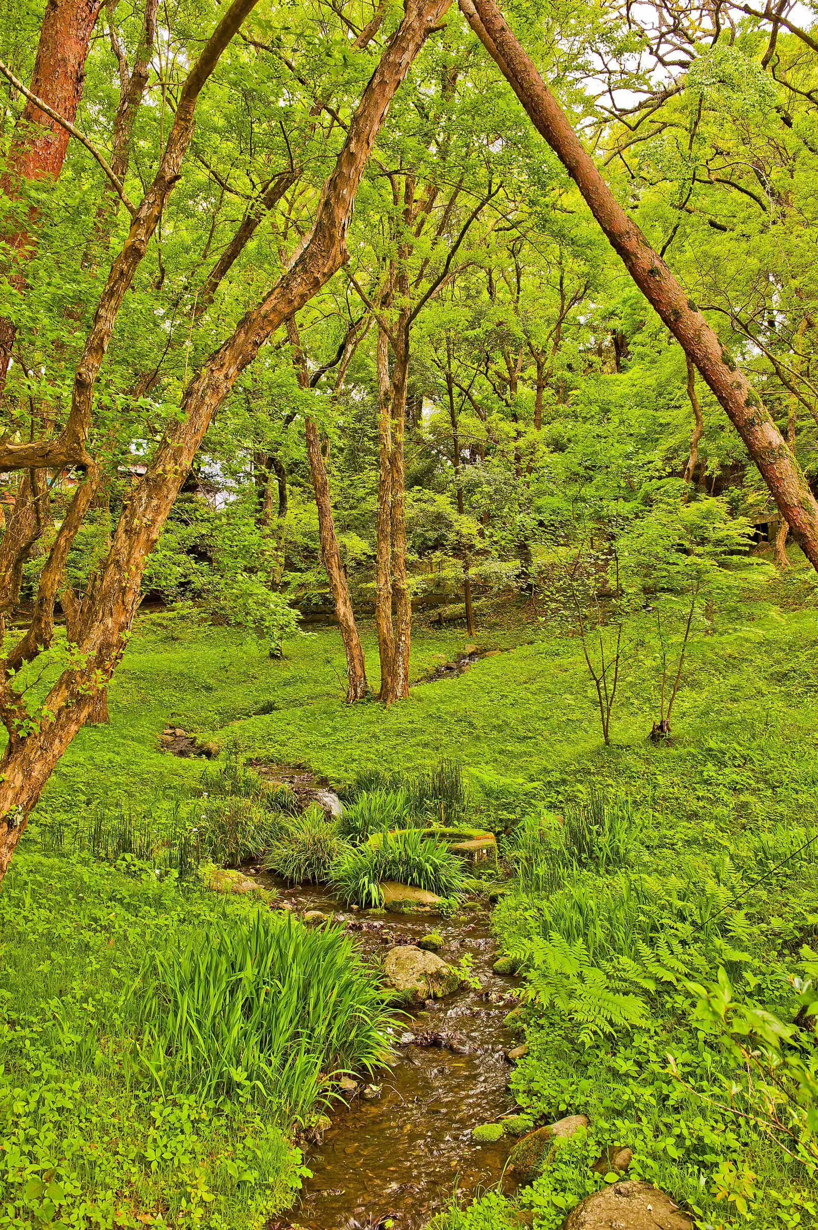 成田山公園の苔と木立